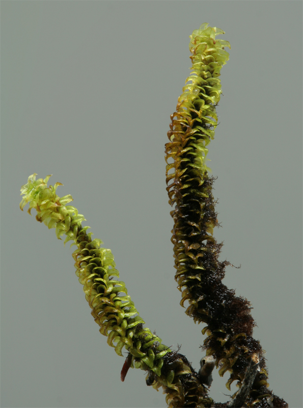 Paludella squarrosa